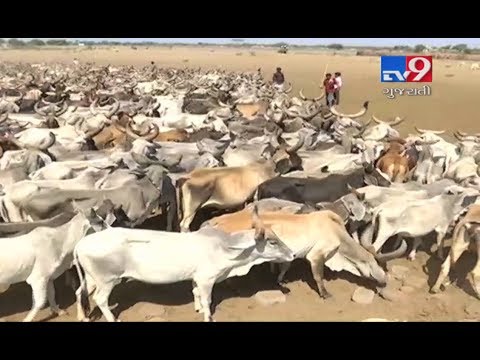 13 Maldhari families with 1200 cattle migrate to Rajkot in search of water and fodder-Tv9