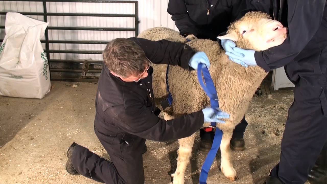 Pose d'un harnais marqueur