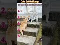 #interesting #foryou #funny #cat #funnyvideo #fyp #comedy #mischief Funny Cat Compilation.Hahahaha