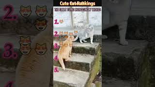 #interesting #foryou #funny #cat #funnyvideo #fyp #comedy #mischief Funny Cat Compilation.Hahahaha