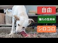 2026年1月中頃の猟/シロコロ日記