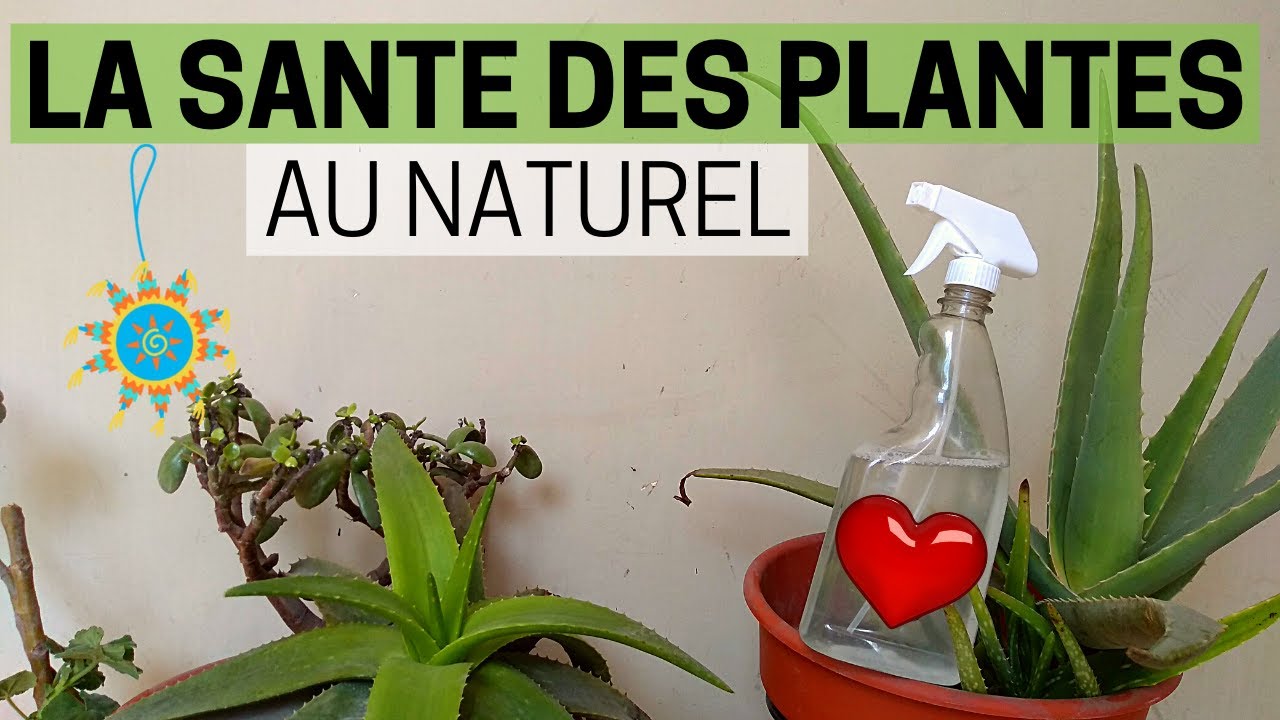 Insecticide 🐛 et fongicide 🍄 naturel et sans odeur ♨️