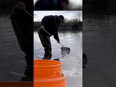 Video: Există o limită pentru smelts?