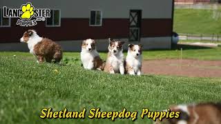 Adorable Shetland Sheepdog Puppies by Lancaster Puppies 49 views 2 days ago 1 minute, 1 second