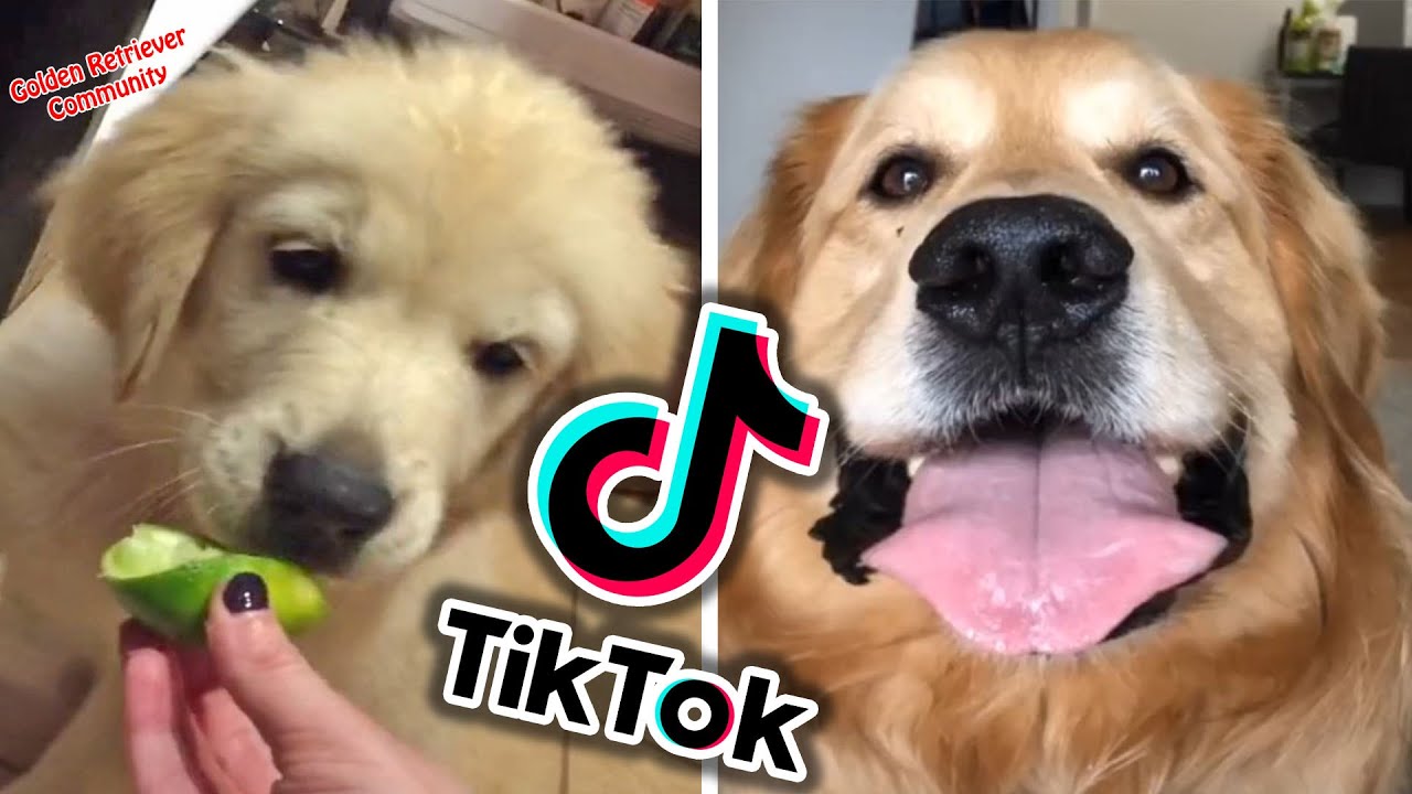 Dogs doing Funny Things on TIKTOK - Try Not To Laugh #3 - YouTube