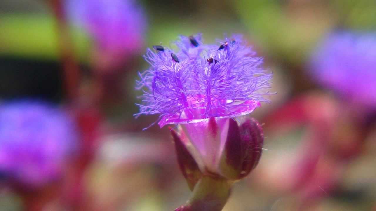 Sony Xperia C Camera Review In Stills 