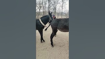 Funniest Donkey Ever! Donkey Training the fun way! 235