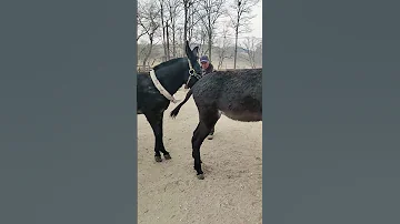 Funniest Donkey Ever Donkey Training The Fun Way 235 
