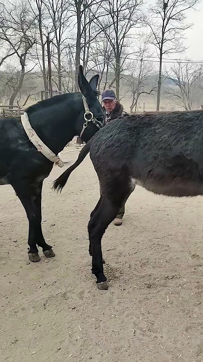 Funniest Donkey Ever! Donkey Training the fun way! 235