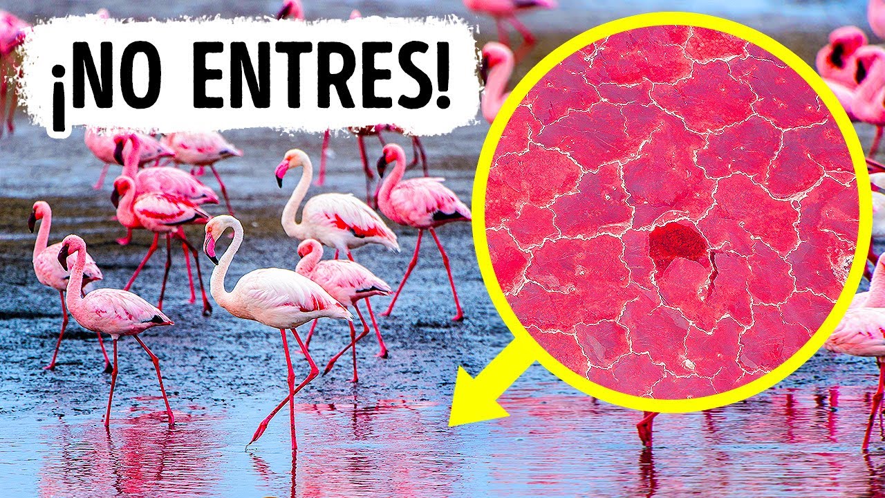 No entres al agua si ves flamencos en ella