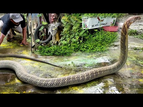 THE EVENT OF THE GIANT GOLDEN KING COBRA SNAKE IN KALIMANTAN&rsquo;S COMPETITOR GARAGA | COBRA | SNAKE