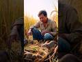 ইঁদুরে কৃষকের সব ধান খেয়ে ফেলছিলো একদল ইগল পাখি কৃষককে সাহায্য করলো #shorts #ai #eagle #rat #viral