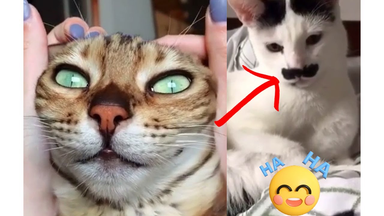 Funny Cat Video 2023 Funny Bathing Cats to Funny Cat Video