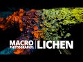 Lichen macro photography using a reversed lens and UV Light