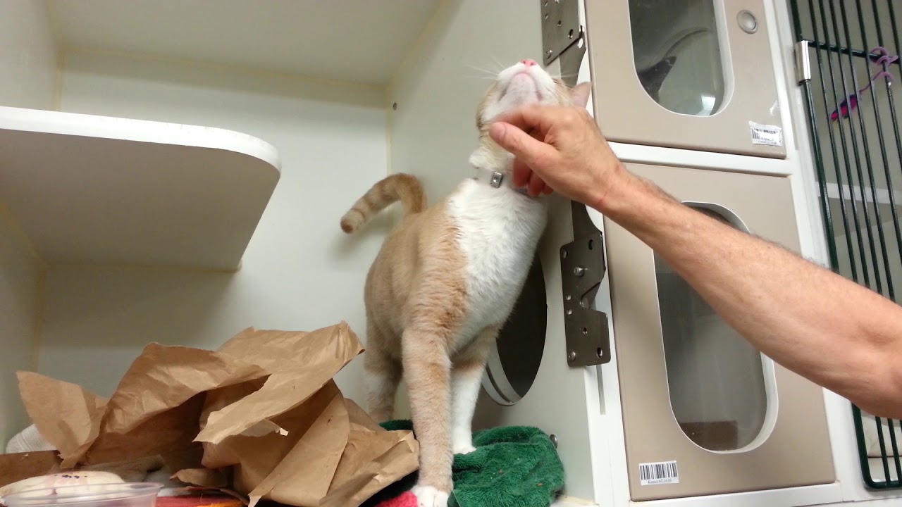 adopt cats long island Canelo 62696 - Social, Curious, Playful Sweetheart!/NYCACC