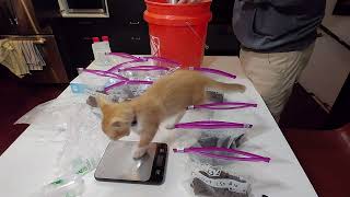 видео: 250 Sub Magic Culvert Paydirt Special! 0,1+ г за 10 долларов картинка: 250 Sub Magic Culvert Paydirt Special! 0,1+ г за 10 долларов