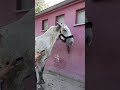 Je crois quhimalaya sest sentie soulage mdrrrr entresesoreilles humour cheval