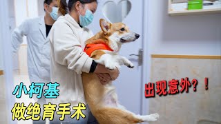 10monthold Corgi undergoes sterilization, unexpectedly unexpected