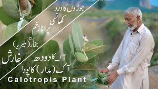 Calotropis Plant||Aak||Madar || Aak Ke Fayde || آک کا دودھ | मदार दूध |Health Benefits| H.Abbas ali