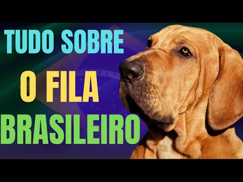 FILA BRASILEIRO 🔥 Características, cuidados e educação 