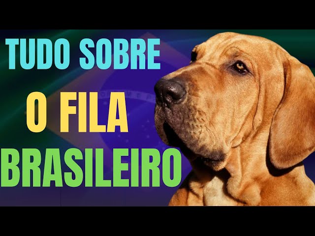 ORIGINAL] Fila Brasileiro - O VERDADEIRO CÃO DE FILA BRASILEIRO! 