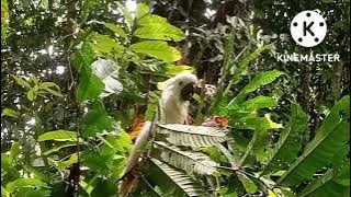 Cari Kakatua Liar Untuk dipelihara_Di Hutan Papua