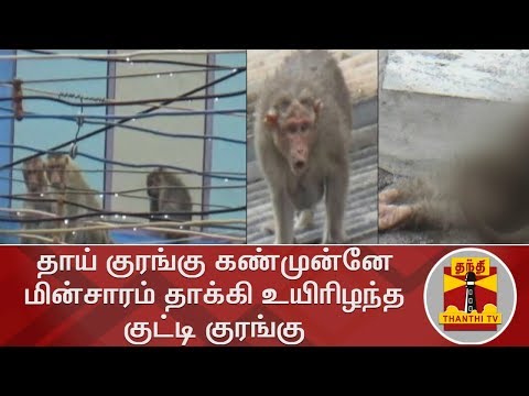 தாய் குரங்கு கண்முன்னே  மின்சாரம் தாக்கி உயிரிழந்த குட்டி குரங்கு | Monkey | Thanthi TV