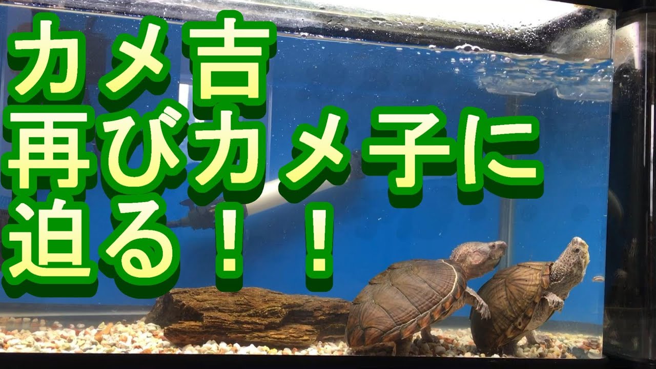 しつこいカメ吉 再びカメ子に迫る カブトニオイガメ Youtube