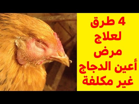 فيديو: لفة الدجاج 