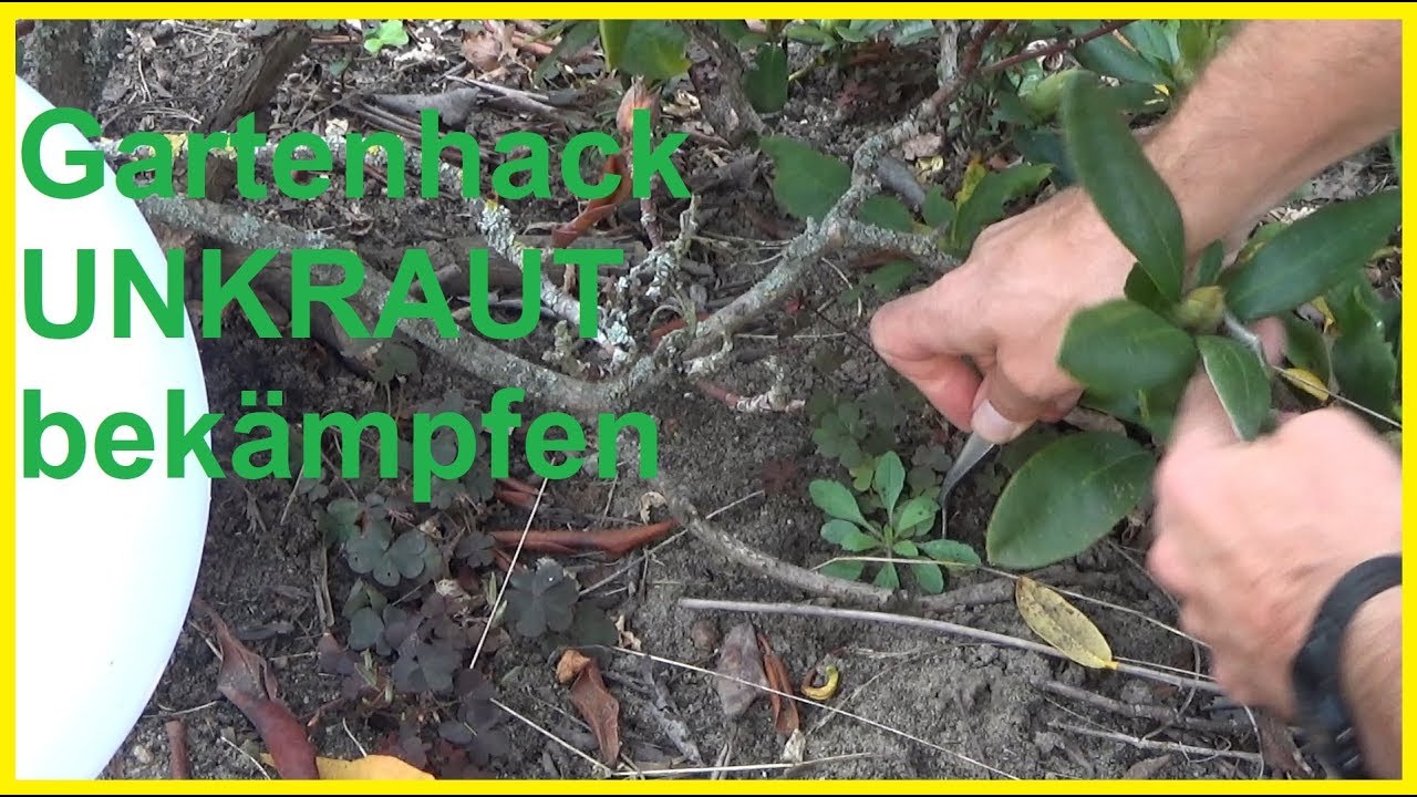 Unkrautvernichter Selber Herstellen Essig Salz Erlaubt Warum Ihr Es Lassen Solltet Alternativen Youtube