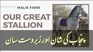 One of The Best Stallion in Punjab | Malik Farm Stallion |ANDALUSIAN HORSE | HORSE OF KINGS |