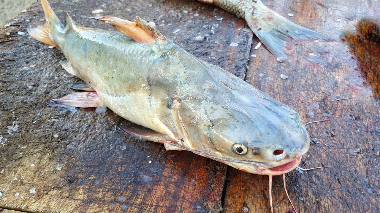 Cat Fish with Eggs| Cat Fish Cutting Skills in Sri Lanka  🇱🇰| අගුලුවා