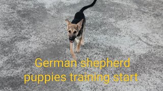 HOW CAN TRAIN OUR DOG AND GERMAN SHEPHERD PUPPIES #goviral #viral #funny#trendingshorts