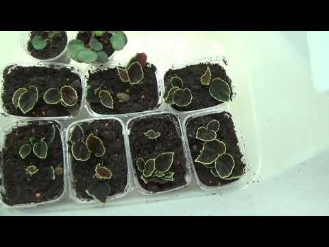 Video: Begonia Omsorg