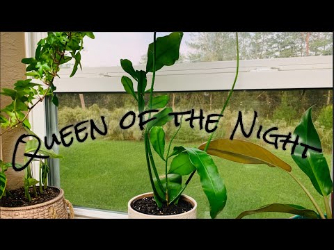 Epiphyllum/Orchid Cactus Plant Care | Queen of the Night Plant Care Tips