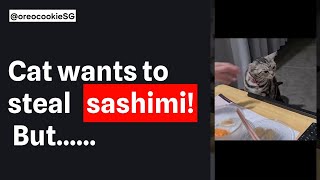 Cat patiently wait for sashimi but.. watch till the end!