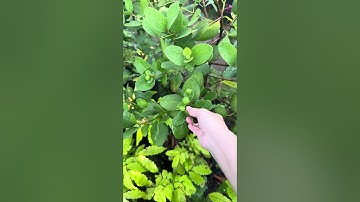 Cây Bần ổi đang hoa | 0386569374 - Ngọc Ngân Bến Tre | Chuyên cây độc lạ