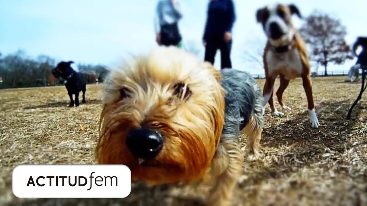 Lo que tu perro te diría si pudiera | ActitudFEM cinetopia