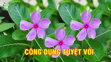 Công Dụng Bất Ngờ Của Cây Dừa Cạn| Mẹo Dân Gian
