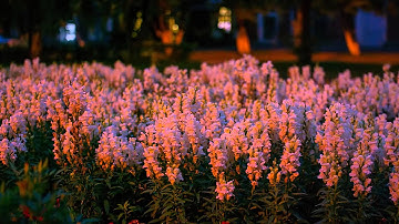 Canon 7D RAW video (Magic Lantern 08/2013)