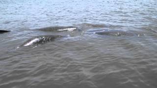 MANATEE MATING 1