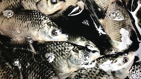 How To Make Crucian Carp Bait (5) DIY Fishing Tips - Cách Làm Mồi Câu Cá Diếc Rất Nhanh