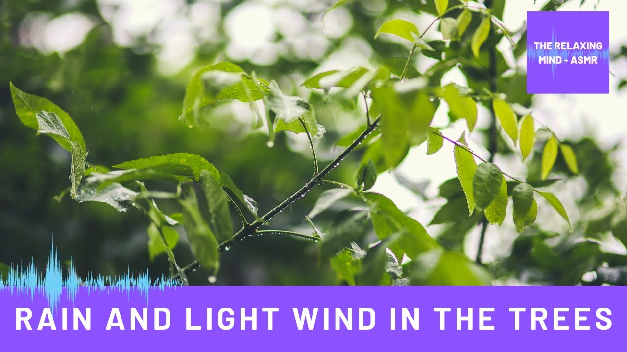 Regen und leichter Wind in den Bäumen - ASMR - Naturgeräusche, Regengeräusche zum Einschlafen