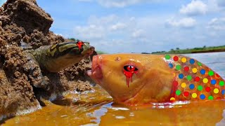 Unique Hunting Style In Riverside Monster Tortoise Hunts Bigmonster Fish Gold Fish Turtle Battle