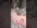 #kitten #cat#scotishcat#cutecat #cuteanimals