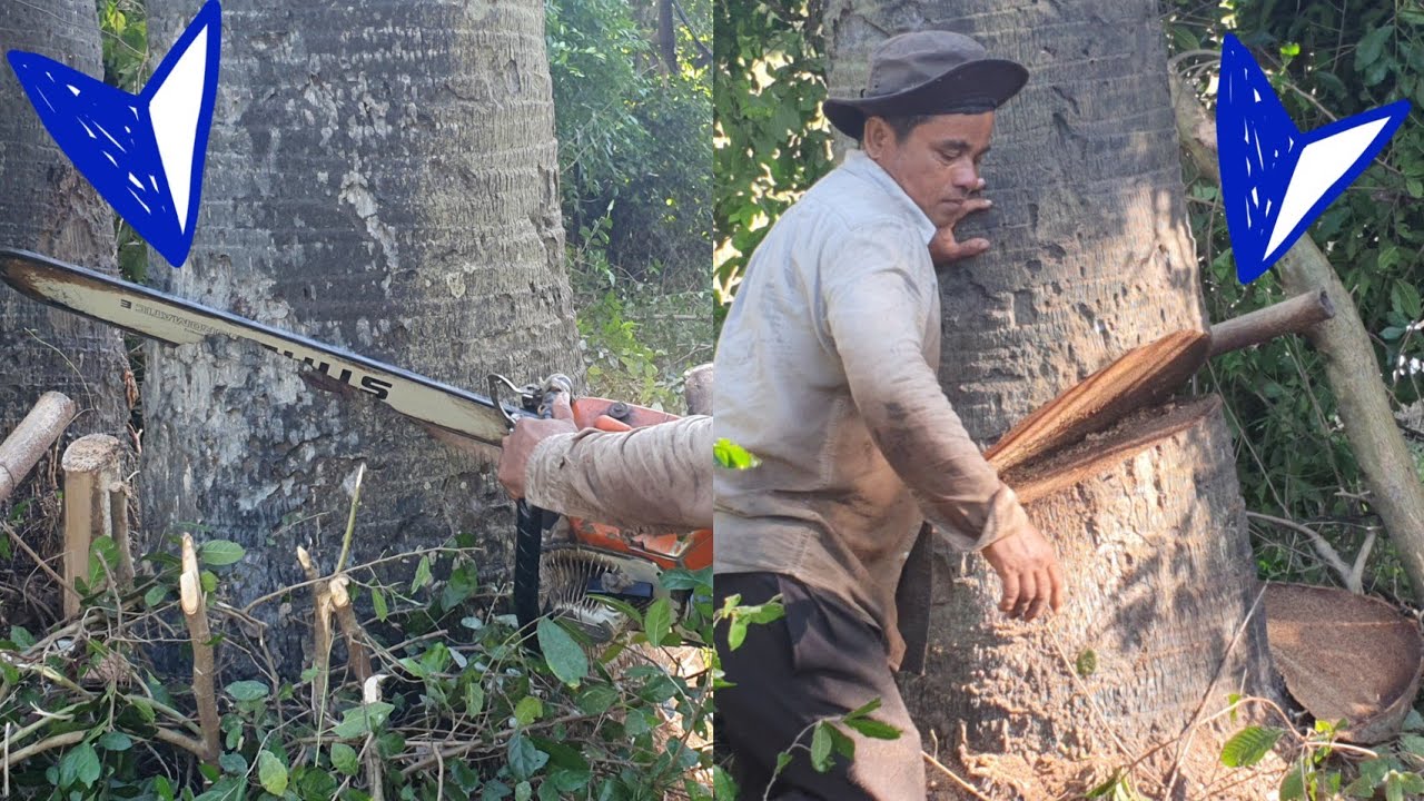 OLD PALM TREE FELLING SKILLS WITH STIHL MS 070 CHAINSAW - YouTube