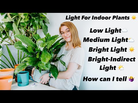 וִידֵאוֹ: צמחי בית לתנאי אור בינוניים