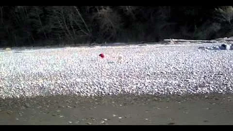 Whippets & Goldendoodles at the Beach!