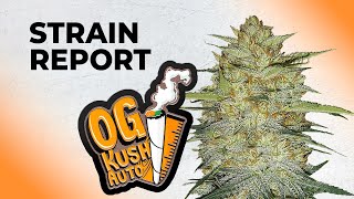OG Kush Auto | Strain Review | Fast Buds Originals