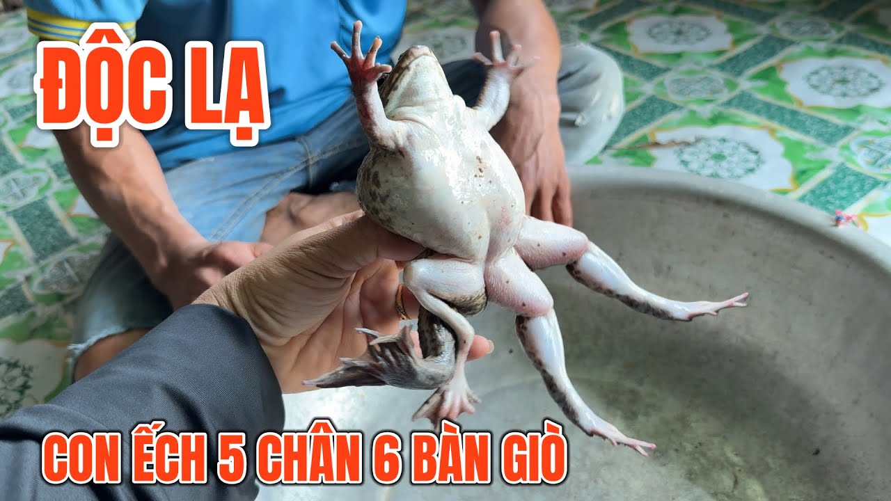 Phát hiện con ếch 5 chân 6 bàn chân và câu đố về ếch khó giải 0945101202 TÀI
